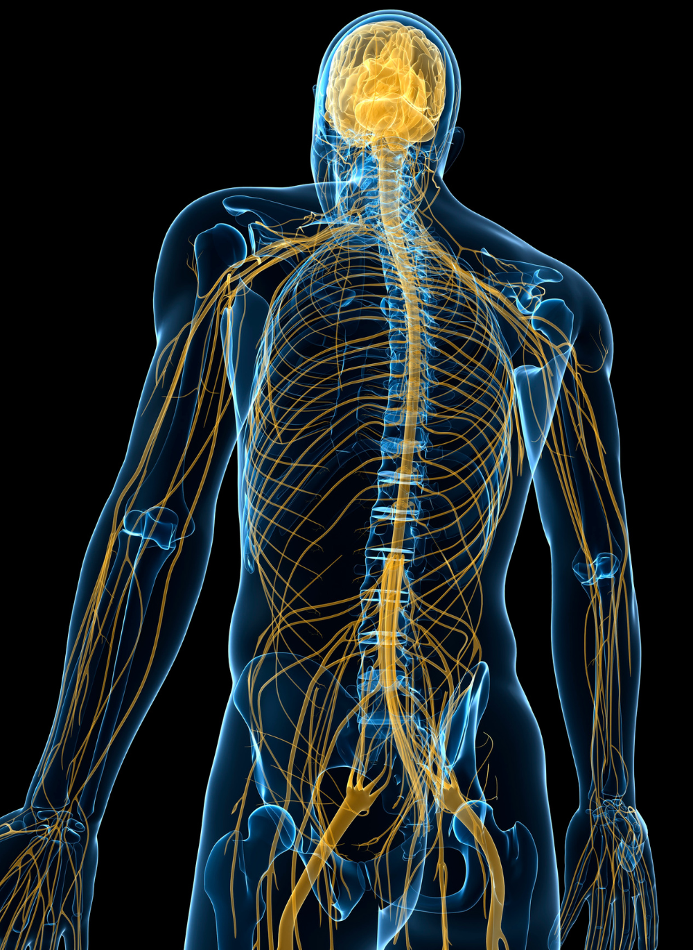 The Vargus Nerve The Vargus Nerve