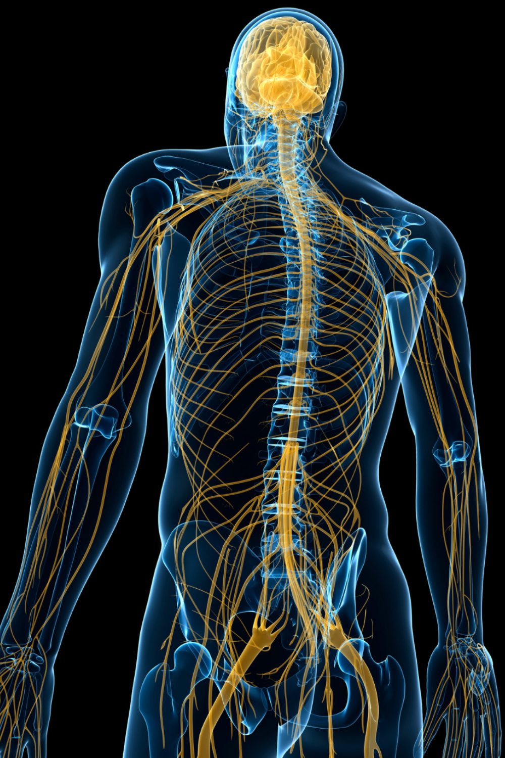 Vagus Nerve