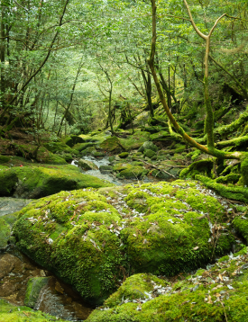 Forest and Creek Forest